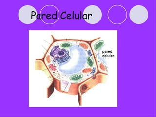 Pared Celular
 