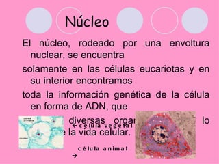 Núcleo
El núcleo, rodeado por una envoltura
  nuclear, se encuentra
solamente en las células eucariotas y en
  su interior encontramos
toda la información genética de la célula
  en forma de ADN, que
presenta diversasv e g e t a l
              c é lu la
                         organizaciones a lo
  largo de la vida celular. 
               c é lu la a n im a l
           
 