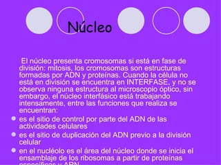 Núcleo

   El núcleo presenta cromosomas si está en fase de
  división: mitosis, los cromosomas son estructuras
  formadas por ADN y proteínas. Cuando la célula no
  está en división se encuentra en INTERFASE, y no se
  observa ninguna estructura al microscopio óptico, sin
  embargo, el núcleo interfásico está trabajando
  intensamente, entre las funciones que realiza se
  encuentran:
 es el sitio de control por parte del ADN de las
  actividades celulares
 es el sitio de duplicación del ADN previo a la división
  celular
 en el nucléolo es el área del núcleo donde se inicia el
  ensamblaje de los ribosomas a partir de proteínas
 