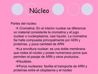 Núcleo
Partes del núcleo:
    Cromatina: En el interior nuclear se diferencia
 un material consistente la cromatina y el jugo
 nuclear o nucleoplasma, casi líquido. La cromatina
 Se halla compuesta principalmente por ADN y
 proteínas, y poca cantidad de ARN
   La envoltura nuclear: es una doble membrana
 que rodea al núcleo y posee numerosos poros que
 permiten el pasaje de ARN y otros productos.
   Nucléolo.
   Poros nucleares: facilita el transporte de ARN y
 proteínas entre el citoplasma y el núcleo
 