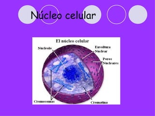 Núcleo celular
 