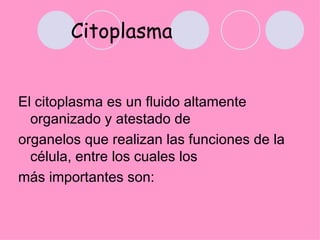Citoplasma


El citoplasma es un fluido altamente
  organizado y atestado de
organelos que realizan las funciones de la
  célula, entre los cuales los
más importantes son:
 