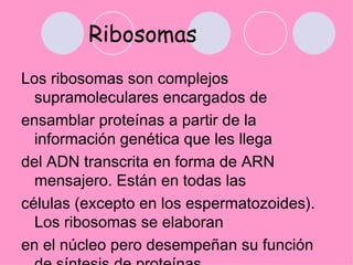 Ribosomas
Los ribosomas son complejos
  supramoleculares encargados de
ensamblar proteínas a partir de la
  información genética que les llega
del ADN transcrita en forma de ARN
  mensajero. Están en todas las
células (excepto en los espermatozoides).
  Los ribosomas se elaboran
en el núcleo pero desempeñan su función
 