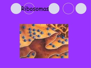 Ribosomas
 