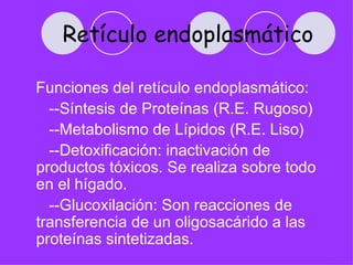 Retículo endoplasmático

Funciones del retículo endoplasmático:
  --Síntesis de Proteínas (R.E. Rugoso)
  --Metabolismo de Lípidos (R.E. Liso)
  --Detoxificación: inactivación de
productos tóxicos. Se realiza sobre todo
en el hígado.
  --Glucoxilación: Son reacciones de
transferencia de un oligosacárido a las
proteínas sintetizadas.
 