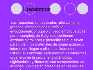 Lisosomas

 Las lisosomas son vesículas relativamente
grandes, formadas por el retículo
endoplasmático rugoso y luego empaquetadas
por el complejo de Golgi que contienen
enzimas hidrolíticas y proteolíticas que sirven
para digerir los materiales de origen externo o
interno que llegan a ellos. Los lisosomas
utilizan sus enzimas para reciclar los diferentes
organelos de la célula, englobándolos,
digiriéndoles y liberando sus componentes en
el citosol. Solo están presentes en las células
 