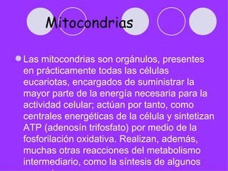 Mitocondrias

 Las mitocondrias son orgánulos, presentes
  en prácticamente todas las células
  eucariotas, encargados de suministrar la
  mayor parte de la energía necesaria para la
  actividad celular; actúan por tanto, como
  centrales energéticas de la célula y sintetizan
  ATP (adenosín trifosfato) por medio de la
  fosforilación oxidativa. Realizan, además,
  muchas otras reacciones del metabolismo
  intermediario, como la síntesis de algunos
 