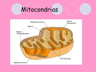 Mitocondrias
 