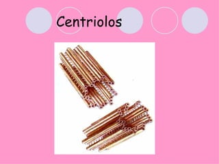 Centriolos
 