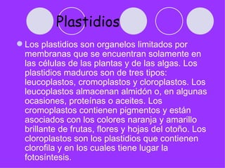 Plastidios
 Los plastidios son organelos limitados por
  membranas que se encuentran solamente en
  las células de las plantas y de las algas. Los
  plastidios maduros son de tres tipos:
  leucoplastos, cromoplastos y cloroplastos. Los
  leucoplastos almacenan almidón o, en algunas
  ocasiones, proteínas o aceites. Los
  cromoplastos contienen pigmentos y están
  asociados con los colores naranja y amarillo
  brillante de frutas, flores y hojas del otoño. Los
  cloroplastos son los plastidios que contienen
  clorofila y en los cuales tiene lugar la
  fotosíntesis.
 