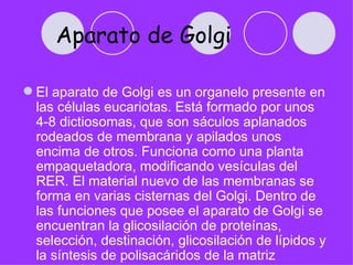 Aparato de Golgi

 El aparato de Golgi es un organelo presente en
  las células eucariotas. Está formado por unos
  4-8 dictiosomas, que son sáculos aplanados
  rodeados de membrana y apilados unos
  encima de otros. Funciona como una planta
  empaquetadora, modificando vesículas del
  RER. El material nuevo de las membranas se
  forma en varias cisternas del Golgi. Dentro de
  las funciones que posee el aparato de Golgi se
  encuentran la glicosilación de proteínas,
  selección, destinación, glicosilación de lípidos y
  la síntesis de polisacáridos de la matriz
 