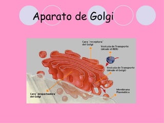 Aparato de Golgi
 