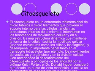 Citoesqueleto
 El citoesqueleto es un entramado tridimensional de
  micro túbulos y micro filamentos que proveen el
  soporte interno para las células, anclan las
  estructuras internas de la misma e intervienen en
  los fenómenos de movimiento celular y en su
  división. Es una estructura dinámica que mantiene
  la forma de la célula, facilita la movilidad celular
  (usando estructuras como los cilios y los flagelos), y
  desempeña un importante papel tanto en el
  transporte intracelular (por ejemplo, los movimientos
  de vesículas y orgánulos) y en la división celular.
  Con anterioridad al descubrimiento del
  citoesqueleto a principios de los años 80 por el
  biólogo Keith Porter, el Dr. Donald Ingber consideró
  que desde un punto de vista mecánico, la célula se
 