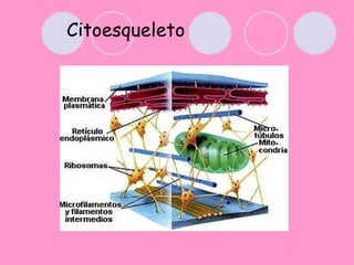 Citoesqueleto
 
