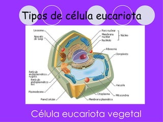 Tipos de célula eucariota




  Célula eucariota vegetal
 
