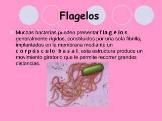 Flagelos
 Muchas bacterias pueden presentar f l a g e l o s
  generalmente rígidos, constituidos por una sola fibrilla,
  implantados en la membrana mediante un
  c o r p ú s c u l o b a s a l , esta estructura produce un
  movimiento giratorio que le permite recorrer grandes
  distancias.
 