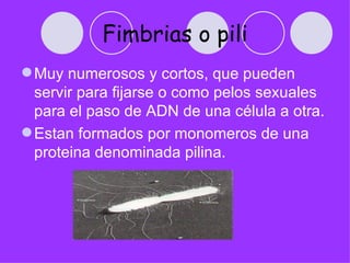 Fimbrias o pili
 Muy numerosos y cortos, que pueden
  servir para fijarse o como pelos sexuales
  para el paso de ADN de una célula a otra.
 Estan formados por monomeros de una
  proteina denominada pilina.
 