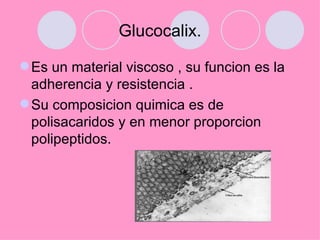 Glucocalix.

 Es un material viscoso , su funcion es la
  adherencia y resistencia .
 Su composicion quimica es de
  polisacaridos y en menor proporcion
  polipeptidos.
 