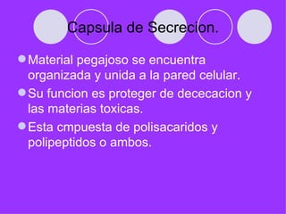 Capsula de Secrecion.

 Material pegajoso se encuentra
  organizada y unida a la pared celular.
 Su funcion es proteger de dececacion y
  las materias toxicas.
 Esta cmpuesta de polisacaridos y
  polipeptidos o ambos.
 