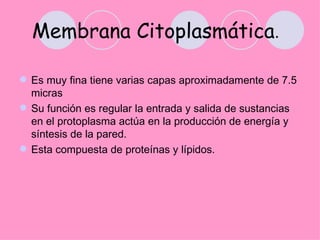 Membrana Citoplasmática.

 Es muy fina tiene varias capas aproximadamente de 7.5
  micras
 Su función es regular la entrada y salida de sustancias
  en el protoplasma actúa en la producción de energía y
  síntesis de la pared.
 Esta compuesta de proteínas y lípidos.
 