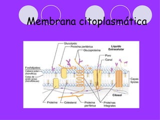 Membrana citoplasmática
 