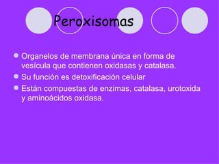 Peroxisomas

 Organelos de membrana única en forma de
  vesícula que contienen oxidasas y catalasa.
 Su función es detoxificación celular
 Están compuestas de enzimas, catalasa, urotoxida
  y aminoácidos oxidasa.
 