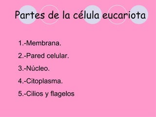 Partes de la célula eucariota

1.-Membrana.
2.-Pared celular.
3.-Núcleo.
4.-Citoplasma.
5.-Cilios y flagelos
 