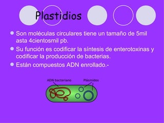 Plastidios
 Son moléculas circulares tiene un tamaño de 5mil
  asta 4cientosmil pb.
 Su función es codificar la síntesis de enterotoxinas y
  codificar la producción de bacterias.
 Están compuestos ADN enrollado.-
 