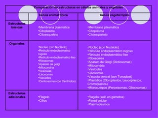 Comparación de estructuras en células animales y vegetales

                 Célula animal típica                   Célula vegetal típica

Estructuras
  básicas       •Membrana plasmática            •Membrana plasmática
                •Citoplasma                     •Citoplasma
                •Citoesqueleto                  •Citoesqueleto


Organelos
                •Núcleo (con Nucléolo)          •Núcleo (con Nucléolo)
                •Retículo endoplasmatico        •Retículo endoplasmático rugoso
                rugoso                          •Retículo endoplasmático liso
                •Retículo endoplasmatico liso   •Ribosomas
                •Ribosomas                      •Aparato de Golgi (Dictiosomas)
                •Aparato de golgi
                                                •Mitocondria
                •Mitocondria
                                                •Vesículas
                •Vesículas
                •Lisosomas                      •Lisosomas
                •Vacuolas                       •Vacuola central (con Tonoplast)
                •Centrosoma (con Centriolos)    •Plastidios (Cloroplastos, Leucoplastos,
                                                Cromoplastos)
                                                •Microcuerpos (Peroxisomas, Glioxisomas)
Estructuras
adicionales     •Flagelo                        •Flagelo (sólo en gametos)
                •Cilios                         •Pared celular
                                                •Plasmodesmos
 