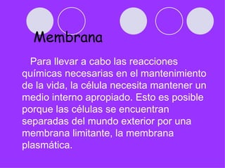 Membrana
  Para llevar a cabo las reacciones
químicas necesarias en el mantenimiento
de la vida, la célula necesita mantener un
medio interno apropiado. Esto es posible
porque las células se encuentran
separadas del mundo exterior por una
membrana limitante, la membrana
plasmática.
 