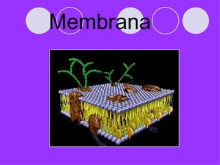 Membrana
 