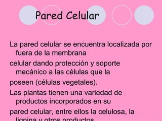 Pared Celular

La pared celular se encuentra localizada por
  fuera de la membrana
celular dando protección y soporte
  mecánico a las células que la
poseen (células vegetales).
Las plantas tienen una variedad de
  productos incorporados en su
pared celular, entre ellos la celulosa, la
 