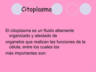 Citoplasma


El citoplasma es un fluido altamente
  organizado y atestado de
organelos que realizan las funciones de la
  ...