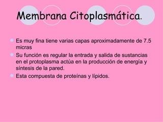 Membrana citoplasmática
 
