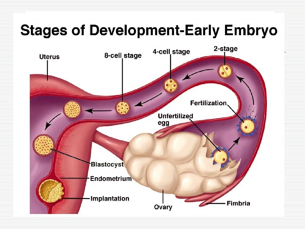 Células tronco embrionárias em abordagem científica