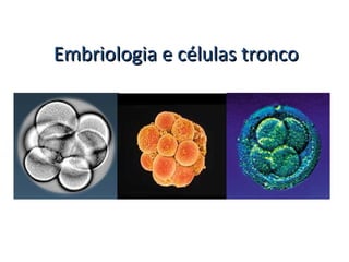 Embriologia e células troncoEmbriologia e células tronco
 