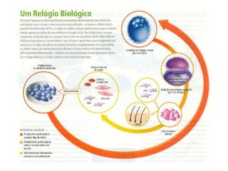 Celulas tronco embriologia