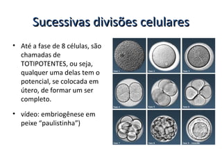 Sucessivas divisões celularesSucessivas divisões celulares
• Até a fase de 8 células, são
chamadas de
TOTIPOTENTES, ou seja,
qualquer uma delas tem o
potencial, se colocada em
útero, de formar um ser
completo.
• vídeo: embriogênese em
peixe “paulistinha”)
 