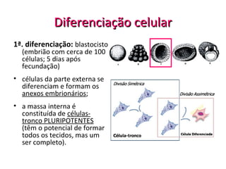 Diferenciação celularDiferenciação celular
1ª. diferenciação: blastocisto
(embrião com cerca de 100
células; 5 dias após
fecundação)
• células da parte externa se
diferenciam e formam os
anexos embrionários;
• a massa interna é
constituída de células-
tronco PLURIPOTENTES
(têm o potencial de formar
todos os tecidos, mas um
ser completo).
 