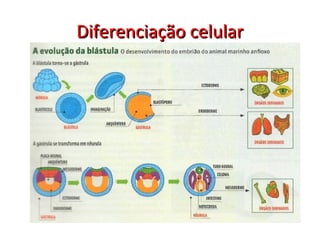 Diferenciação celularDiferenciação celular
 