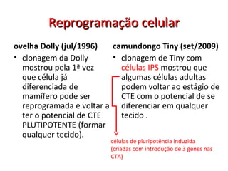 Reprogramação celularReprogramação celular
ovelha Dolly (jul/1996)
• clonagem da Dolly
mostrou pela 1ª vez
que célula já
diferenciada de
mamífero pode ser
reprogramada e voltar a
ter o potencial de CTE
PLUTIPOTENTE (formar
qualquer tecido).
camundongo Tiny (set/2009)
• clonagem de Tiny com
células IPS mostrou que
algumas células adultas
podem voltar ao estágio de
CTE com o potencial de se
diferenciar em qualquer
tecido .
células de pluripotência induzida
(criadas com introdução de 3 genes nas
CTA)
 