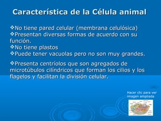 Característica de la Célula animal

No tiene pared celular (membrana celulósica)
Presentan diversas formas de acuerdo con su
función.
No tiene plastos
Puede tener vacuolas pero no son muy grandes.
Presenta centríolos que son agregados de
microtúbulos cilíndricos que forman los cilios y los
flagelos y facilitan la división celular.

                                             Hacer clic para ver
                                             imagen ampliada
 