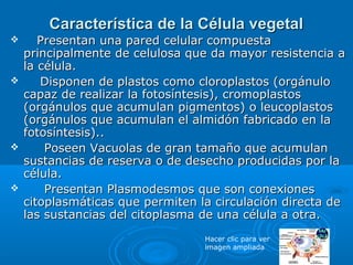 Característica de la Célula vegetal
      Presentan una pared celular compuesta
    principalmente de celulosa que da mayor resistencia a
    la célula.
      Disponen de plastos como cloroplastos (orgánulo
    capaz de realizar la fotosíntesis), cromoplastos
    (orgánulos que acumulan pigmentos) o leucoplastos
    (orgánulos que acumulan el almidón fabricado en la
    fotosíntesis)..
       Poseen Vacuolas de gran tamaño que acumulan
    sustancias de reserva o de desecho producidas por la
    célula.
       Presentan Plasmodesmos que son conexiones
    citoplasmáticas que permiten la circulación directa de
    las sustancias del citoplasma de una célula a otra.
                                  Hacer clic para ver
                                  imagen ampliada
 