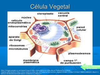 Célula Vegetal




                                                                                                      Volver a funciones
                                                                                                          de la célula
http://images.google.co.ve/imgres?imgurl=http://www.botanica.cnba.uba.ar/Trabprac/Tp1/Célula-
Vegetal.gif&imgrefurl=http://www.botanica.cnba.uba.ar/Trabprac/Tp1/animal_vegetal.html&h=333&w=531&sz=38&hl=es&start=4&um=1
&tbnid=W3WtwNXJJGYGGM:&tbnh=83&tbnw=132&prev=
 