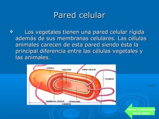Pared celular
       Los vegetales tienen una pared celular rígida
    además de sus membranas celulares. Las células
    animales carecen de esta pared siendo ésta la
    principal diferencia entre las células vegetales y
    las animales.




                                              Volver a estructura
                                                 De la célula
 