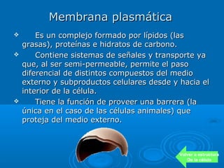 Membrana plasmática
       Es un complejo formado por lípidos (las
    grasas), proteínas e hidratos de carbono.
       Contiene sistemas de señales y transporte ya
    que, al ser semi-permeable, permite el paso
    diferencial de distintos compuestos del medio
    externo y subproductos celulares desde y hacia el
    interior de la célula.
       Tiene la función de proveer una barrera (la
    única en el caso de las células animales) que
    proteja del medio externo.



                                             Volver a estructura
                                                De la célula
 