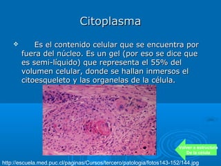 Citoplasma
           Es el contenido celular que se encuentra por
        fuera del núcleo. Es un gel (por eso se dice que
        es semi-líquido) que representa el 55% del
        volumen celular, donde se hallan inmersos el
        citoesqueleto y las organelas de la célula.




                                                                      Volver a estructura
                                                                         De la célula

http://escuela.med.puc.cl/paginas/Cursos/tercero/patologia/fotos143-152/144.jpg
 