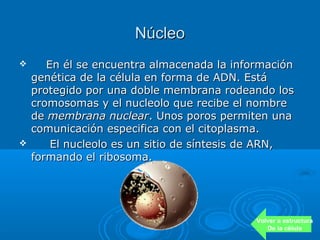 Núcleo
      En él se encuentra almacenada la información
    genética de la célula en forma de ADN. Está
    protegido por una doble membrana rodeando los
    cromosomas y el nucleolo que recibe el nombre
    de membrana nuclear. Unos poros permiten una
    comunicación especifica con el citoplasma.
       El nucleolo es un sitio de síntesis de ARN,
    formando el ribosoma.




                                            Volver a estructura
                                               De la célula
 