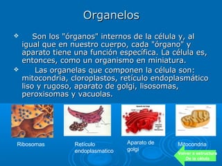 Organelos
       Son los "órganos" internos de la célula y, al
    igual que en nuestro cuerpo, cada "órgano" y
    aparato tiene una función específica. La célula es,
    entonces, como un organismo en miniatura.
        Las organelas que componen la célula son:
    mitocondria, cloroplastos, retículo endoplasmático
    liso y rugoso, aparato de golgi, lisosomas,
    peroxisomas y vacuolas.




Ribosomas         Retículo         Aparato de   Mitocondria
                  endoplasmatico   golgi
                                                Volver a estructura
                                                   De la célula
 