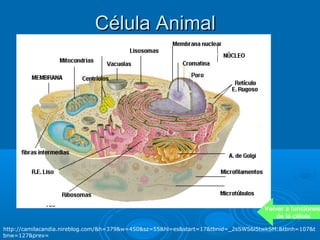 Célula Animal




                                                                                  Volver a funciones
                                                                                      de la célula

http://camilacandia.nireblog.com/&h=379&w=450&sz=55&hl=es&start=17&tbnid=_2sSWS6l5twkSM:&tbnh=107&t
bnw=127&prev=
 